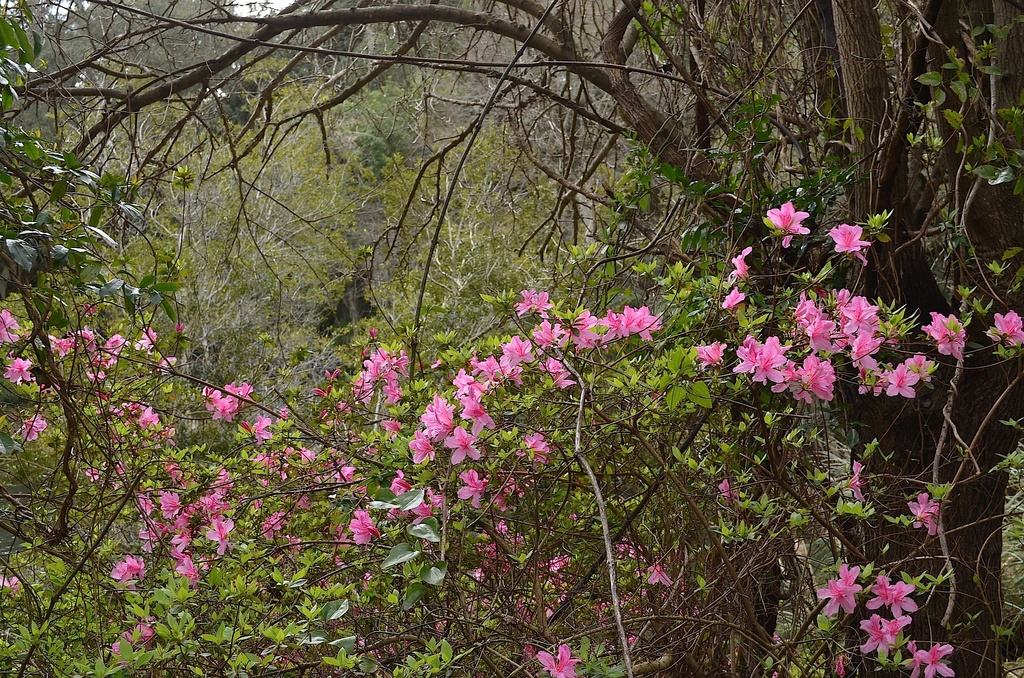 Early spring, Charles Towne Landing State Historic Site, Charleston, SC by congaree