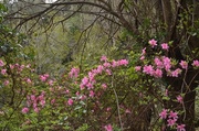 13th Mar 2014 - Early spring, Charles Towne Landing State Historic Site, Charleston, SC