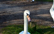 27th Apr 2014 - Swan "What you looking at"