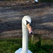 Swan "What you looking at" by motorsports