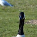 Canadian Goose by motorsports