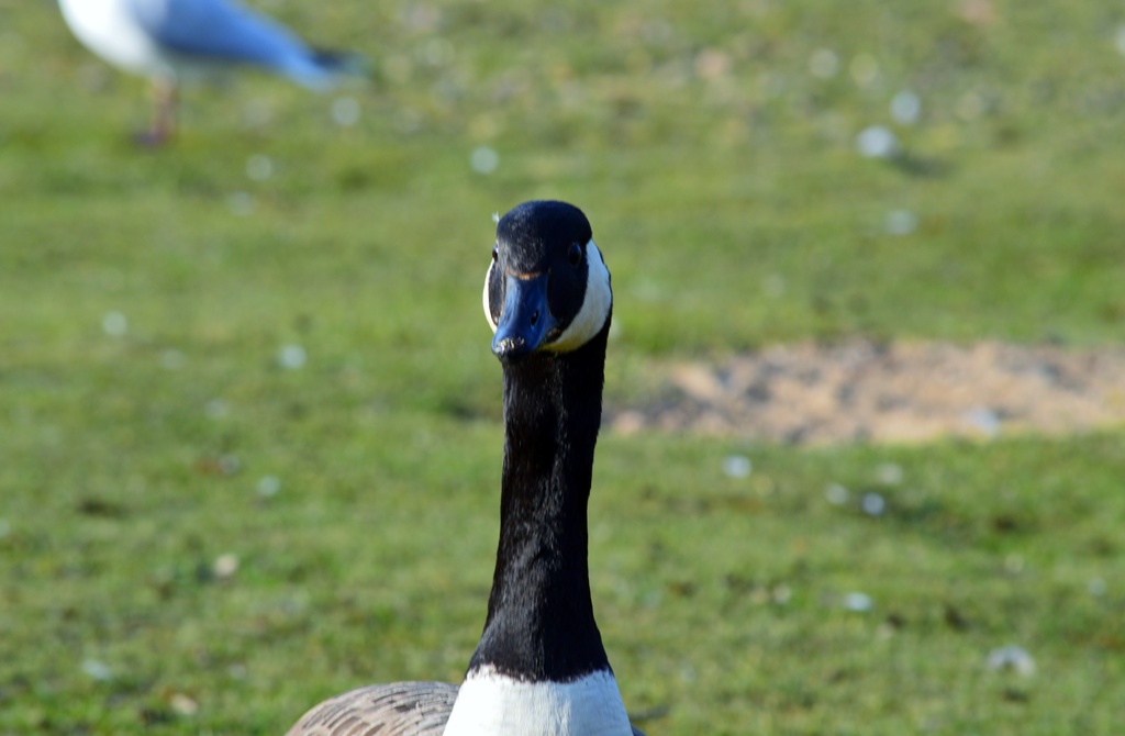 Canadian Goose 2 by motorsports