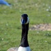 Canadian Goose 2 by motorsports