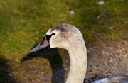 30th Apr 2014 - A Young Swan