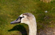 1st May 2014 - Young Swan