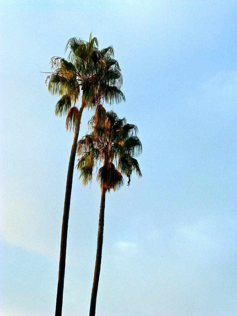 Palms by kjarn
