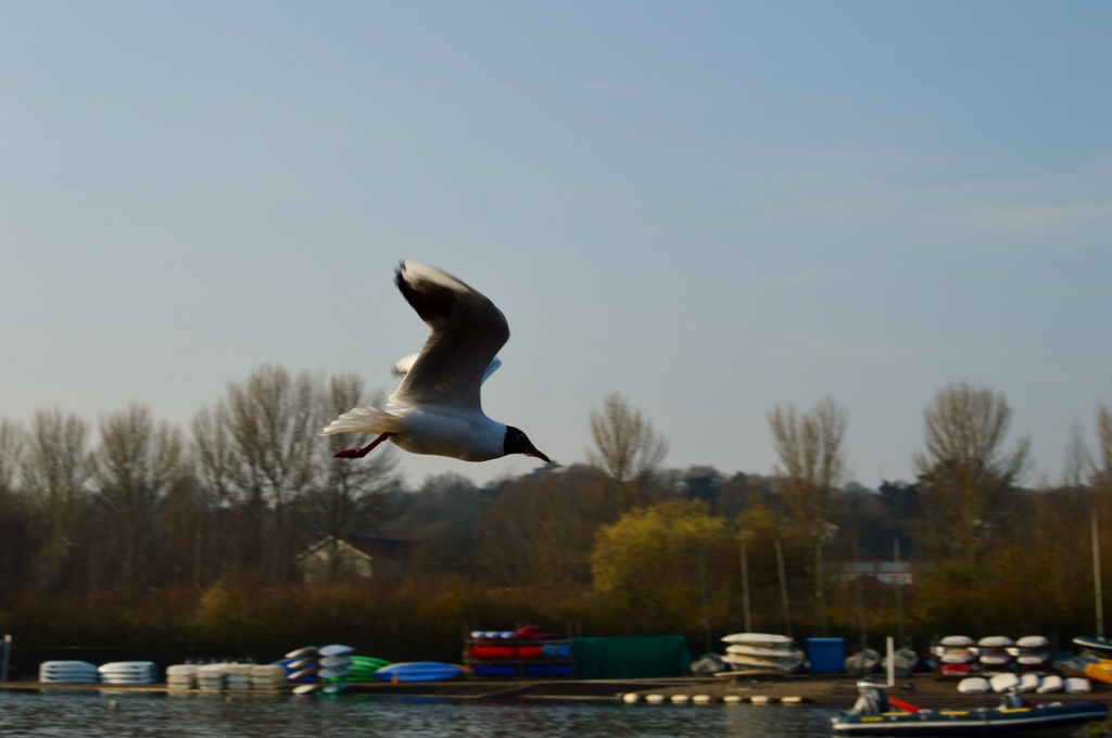 Seagull in flight by motorsports