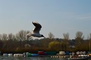 7th May 2014 - Seagull in flight