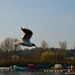 Seagull in flight by motorsports