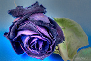 13th Mar 2014 - dead rose 