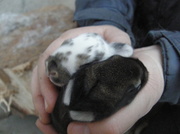 4th Mar 2014 - Little rabbits 