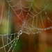 Jewelled web by busylady