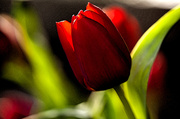 13th Mar 2014 - 13th March 2014 - Red Tulip