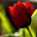 13th March 2014 - Red Tulip by pamknowler