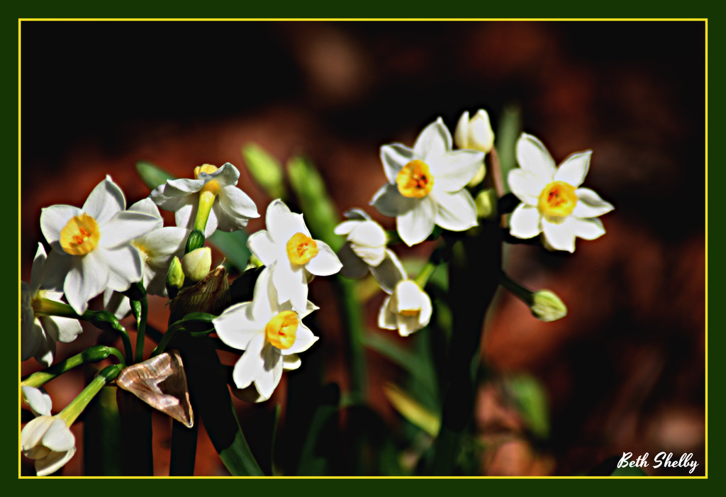 Spring Flowers, at last. by vernabeth
