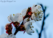 13th Mar 2014 - Apricot Flower