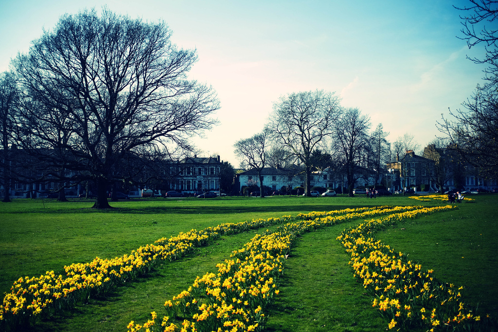 Day 072, Year 2 - Spring Has Sprung In Ealing by stevecameras