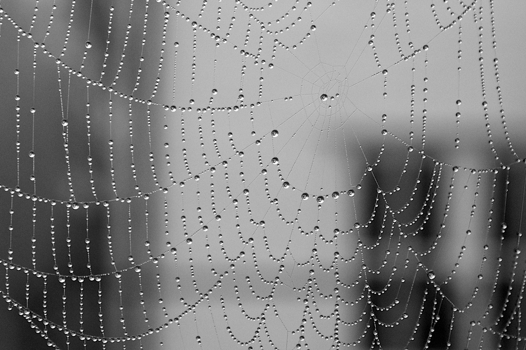 Web of Jewels by nicolaeastwood