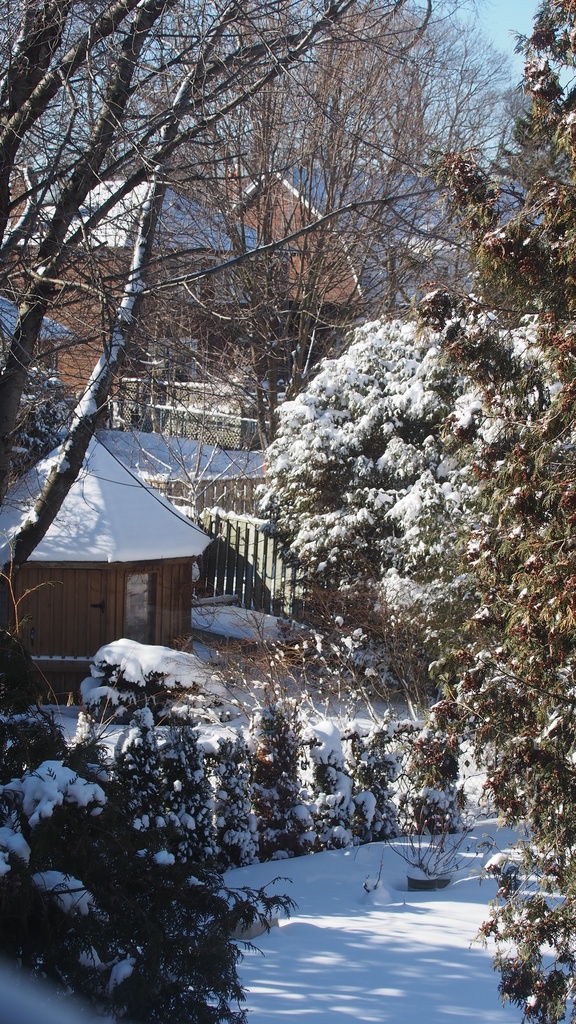 Backyard Snow by selkie