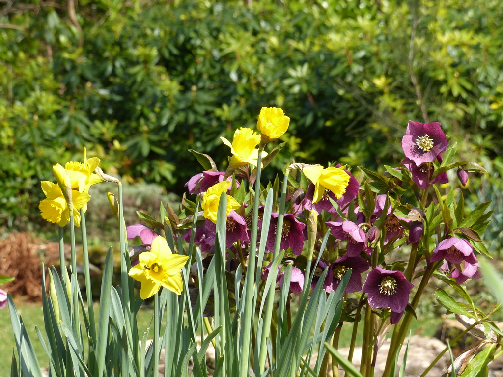  Daffodils and Helebores by susiemc