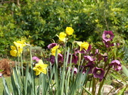 13th Mar 2014 -  Daffodils and Helebores