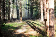 13th Mar 2014 - Path in the woods