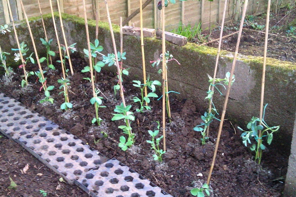 Broad Beans planted out today by jennymdennis
