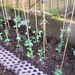 Broad Beans planted out today by jennymdennis