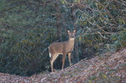 13th Mar 2014 - Deer in the headlight