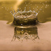 Golden Crown......best enlarged on black (magnifying glass above photo) by shepherdmanswife
