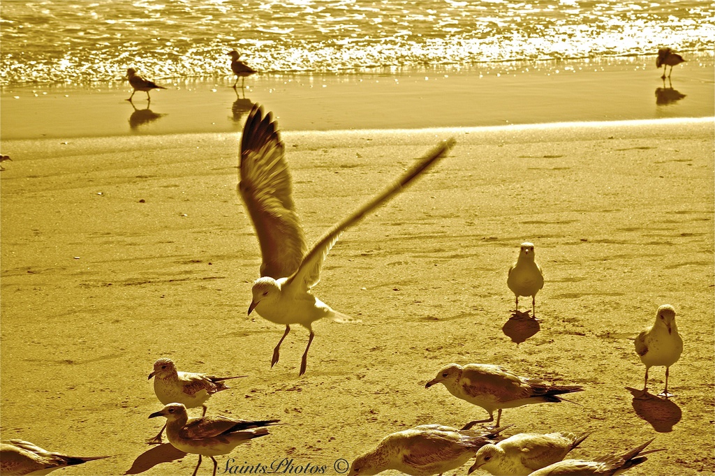 Gulls by stcyr1up