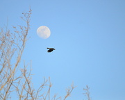 13th Mar 2014 - Crow Moon