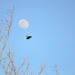 Crow Moon by kareenking