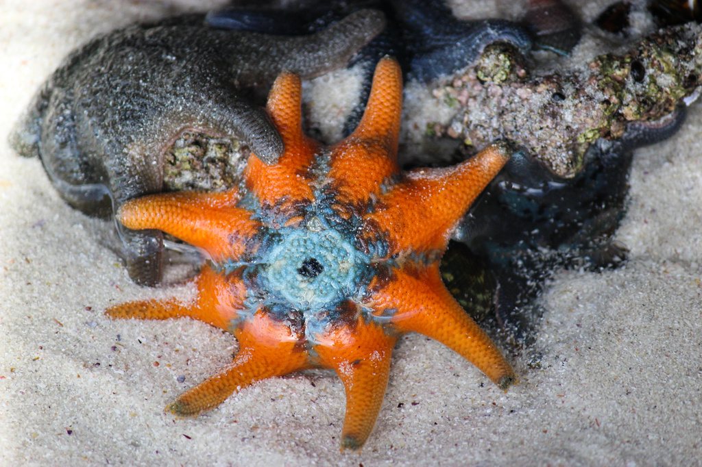 orange and black starfish by flyrobin