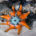 orange and black starfish by flyrobin