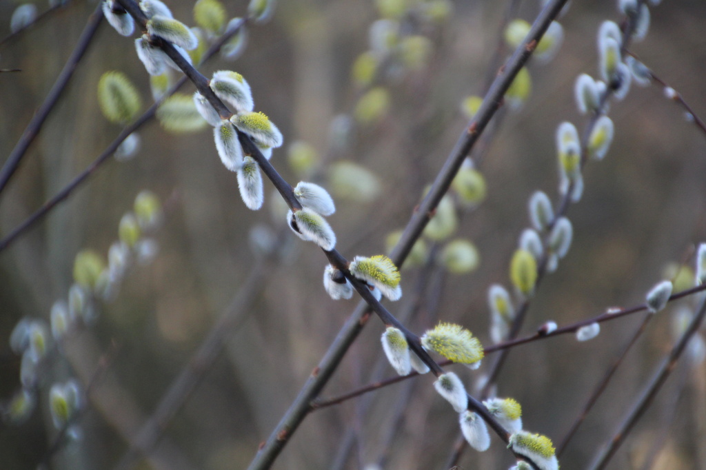 More Pussy Willow by oldjosh