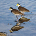 Masked lapwing by flyrobin