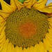 Good Morning Sunflower by gigiflower