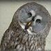 'Mrs Jones' is a 'great grey owl' by quietpurplehaze