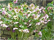 14th Mar 2014 - A Bouquet Of Hellebores