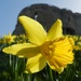 Daffodil by fishers