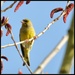 Greenfinch and blue skies by rosiekind