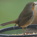 Robin Redbreast 4 by pcoulson