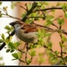 Mr Sparrow by rosiekind