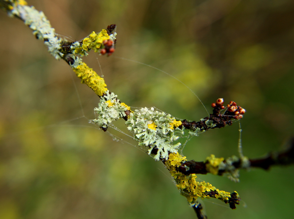 Lichen and baby blossom by busylady