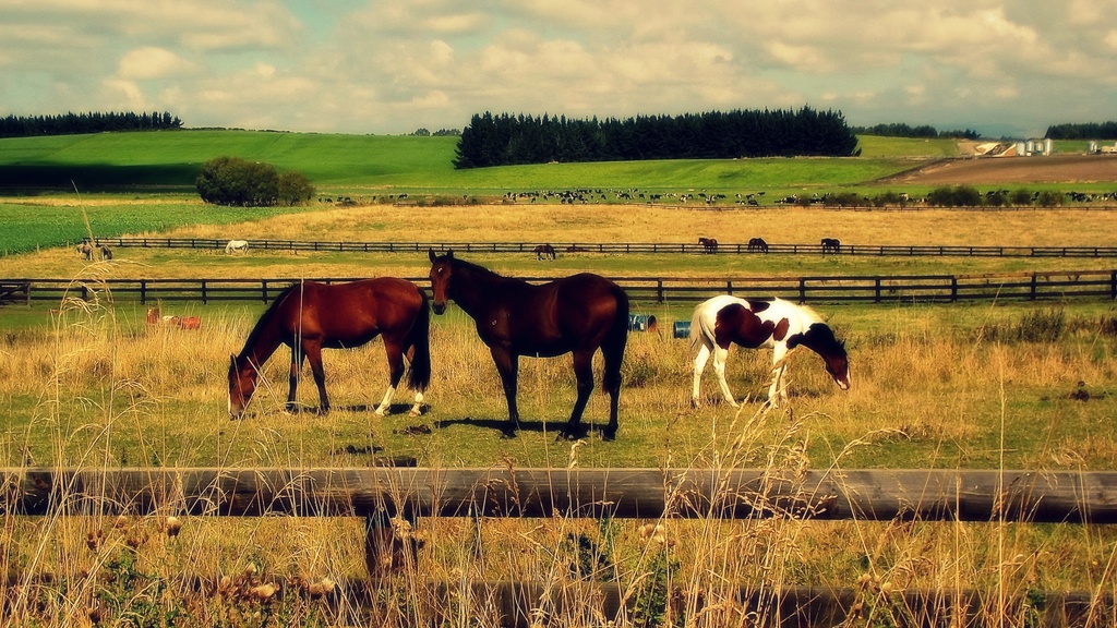 Rural scenes by maggiemae