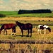 Rural scenes by maggiemae