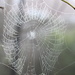 Cobweb by daffodill