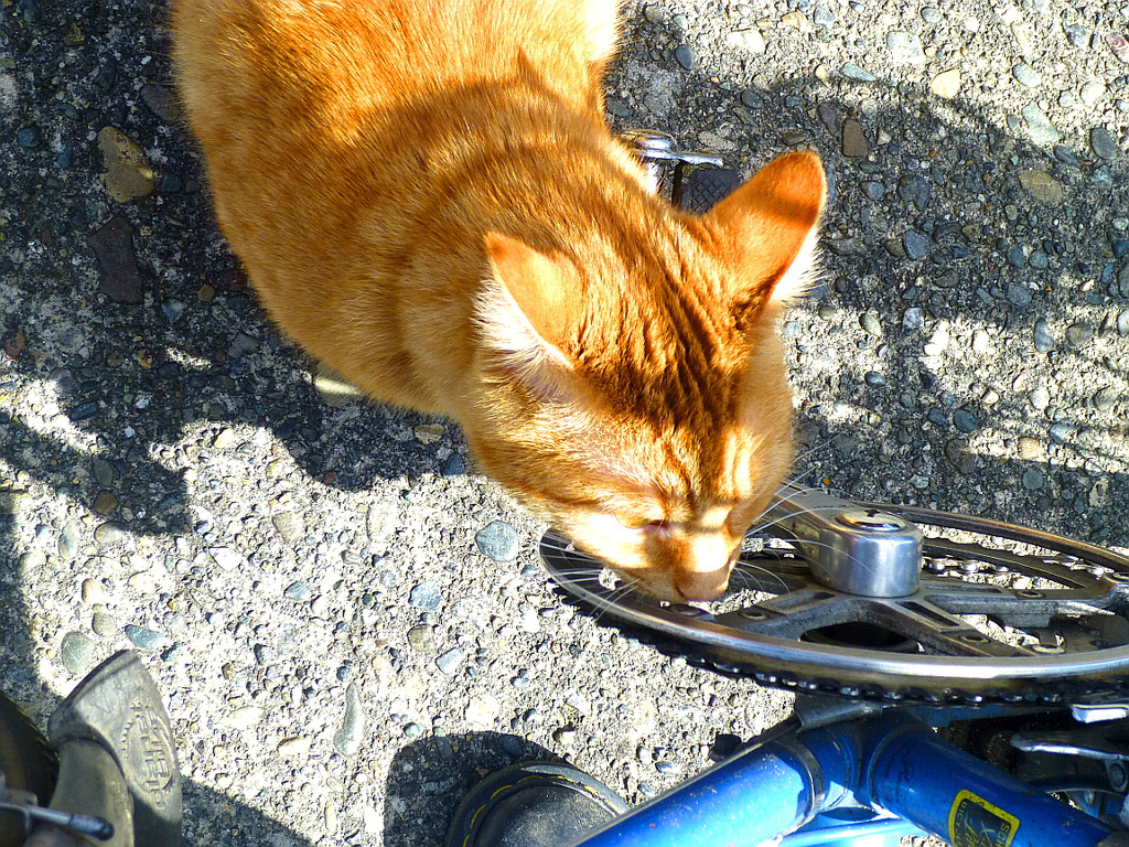 Cat And Bike by stephomy