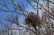 13th Mar 2014 - Nesting Heron
